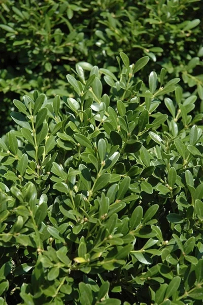 Franklins Gem Dwarf Boxwood - 1 Gallon Pot