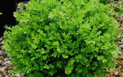 Franklins Gem Dwarf Boxwood - 1 Gallon Pot 9 Franklins Gem Dwarf Boxwood - 1 Gallon Pot -Chaste Tree World Boxwood Franklins Gem