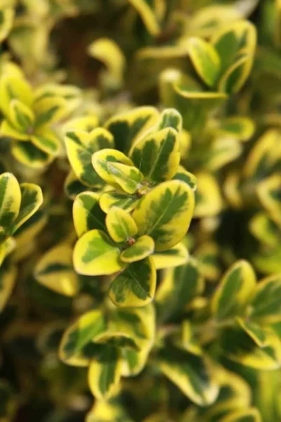 Golden Triumph Variegated Dwarf Boxwood - 1 Gallon Pot -Chaste Tree World Boxwood Golden Triumph 3 2