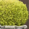 Golden Triumph Variegated Dwarf Boxwood - 3 Gallon Pot