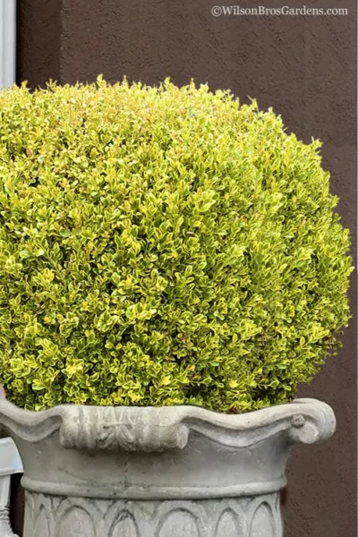 Golden Triumph Variegated Dwarf Boxwood - 3 Gallon Pot