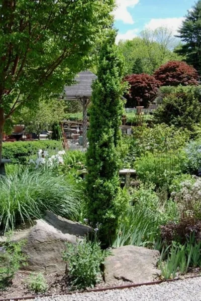 Graham Blandy Columnar Boxwood - 1 Gallon Pot -Chaste Tree World Boxwood Graham Blandy 2 4