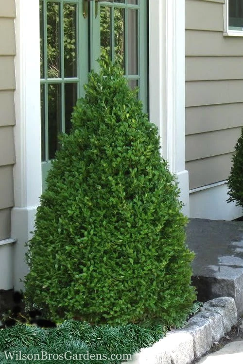 Green Mountain Boxwood - 1 Gallon Pot 1 Green Mountain Boxwood - 1 Gallon Pot