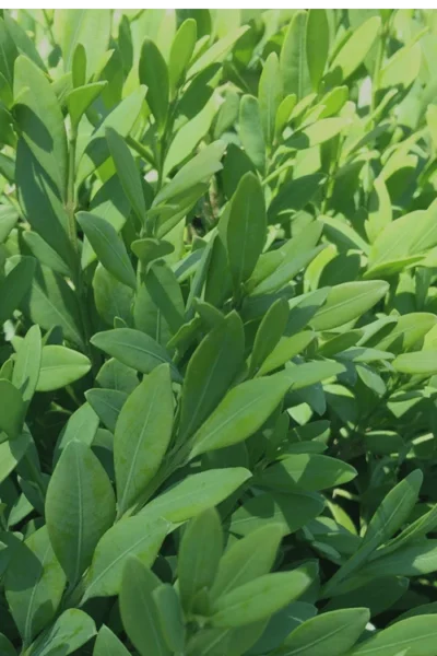 Green Mountain Boxwood - 2.5 Quart Pot 12 Green Mountain Boxwood - 2.5 Quart Pot -Chaste Tree World Boxwood Green Mountain 12 2