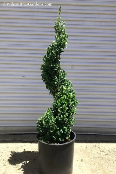 Green Mountain Boxwood Spiral Topiary - 5 Gallon Pot -Chaste Tree World Boxwood Green Mountain Spiral 1