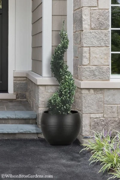 Common Boxwood Spiral Topiary - 5 Gallon Pot