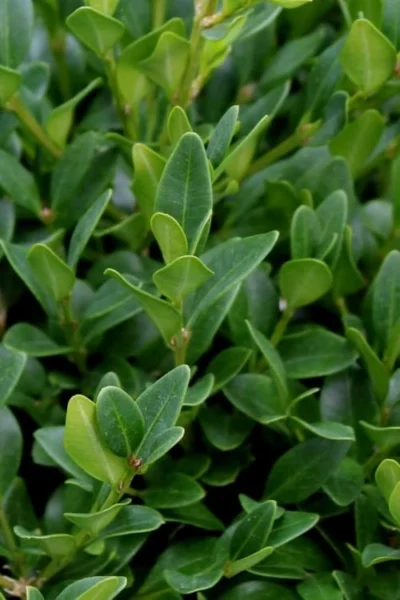 Green Velvet Boxwood - 1 Gallon Pot 11 Green Velvet Boxwood - 1 Gallon Pot -Chaste Tree World Boxwood Green Velvet 1 1