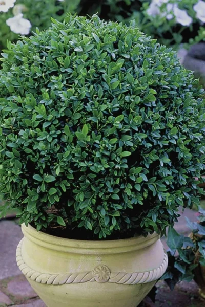 Green Velvet Boxwood - 6 Pack Of 1 Gallon Pots -Chaste Tree World Boxwood Green Velvet 3 2