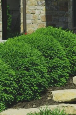 Green Velvet Boxwood - 7 Gallon Pot -Chaste Tree World Boxwood Green Velvet 7