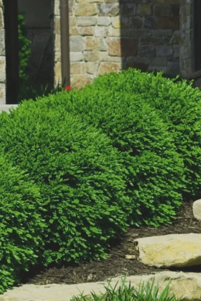Green Velvet Boxwood - 7 Gallon Pot -Chaste Tree World Boxwood Green Velvet 7
