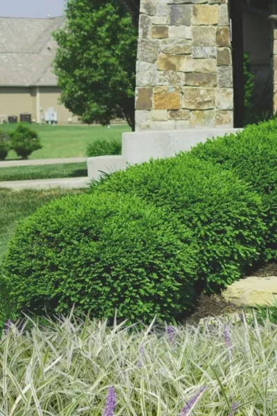Green Velvet Boxwood - 7 Gallon Pot