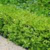 Japanese Boxwood - Buxus Microphylla - 3 Gallon Pot
