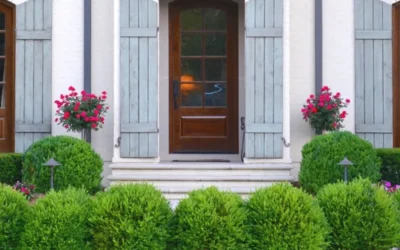 Japanese Boxwood - Buxus Microphylla - 1 Gallon Pot -Chaste Tree World Boxwood Japanese Entryway 3