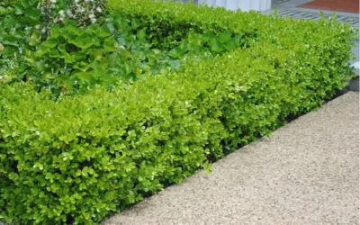 Japanese Boxwood - Buxus Microphylla - 6 Pack Of 1 Gallon Pots 11 Japanese Boxwood - Buxus Microphylla - 6 Pack Of 1 Gallon Pots -Chaste Tree World Boxwood Japanese Hedge 2