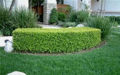 Japanese Boxwood - Buxus Microphylla - 1 Gallon Pot -Chaste Tree World Boxwood Japanese Hedge 5