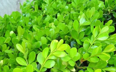 Japanese Boxwood - Buxus Microphylla - 6 Pack Of 1 Gallon Pots 15 Japanese Boxwood - Buxus Microphylla - 6 Pack Of 1 Gallon Pots -Chaste Tree World Boxwood Japanese Leaves Closeup