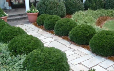 Justin Brouwers Dwarf Boxwood - 1 Gallon Pot 8 Justin Brouwers Dwarf Boxwood - 1 Gallon Pot -Chaste Tree World Boxwood Justin Brouwers In Landscape