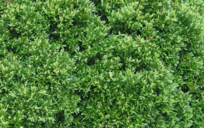 Justin Brouwers Dwarf Boxwood - 6 Pack Of 1 Gallon Pots 9 Justin Brouwers Dwarf Boxwood - 6 Pack Of 1 Gallon Pots -Chaste Tree World Boxwood Justin Brouwers Leaves 1