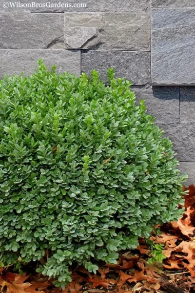 Korean Dwarf Boxwood - Buxus Sinica Var. Insularis 'Nana' - 6 Pack Of 1 Gallon Pots -Chaste Tree World Boxwood Korean Dwarf Insularis Nana 1