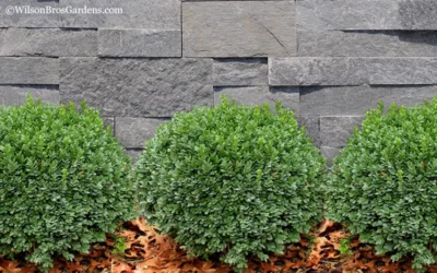 Korean Dwarf Boxwood - Buxus Sinica Var. Insularis 'Nana' - 1 Gallon Pot -Chaste Tree World Boxwood Korean Dwarf Insularis Nana 2 2