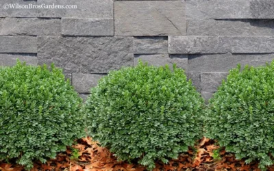 Korean Dwarf Boxwood - Buxus Sinica Var. Insularis 'Nana' - 6 Pack Of 1 Gallon Pots -Chaste Tree World Boxwood Korean Dwarf Insularis Nana 2