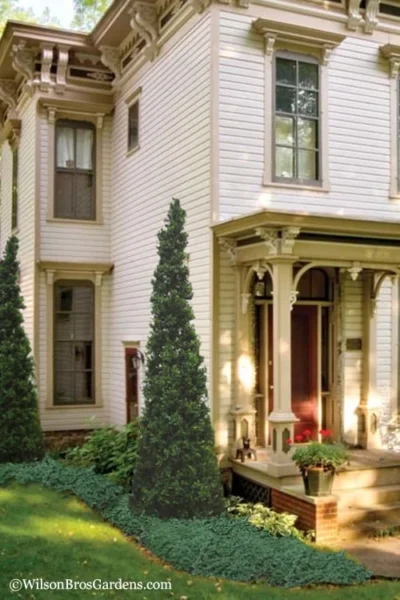 Pyramid Boxwood (Buxus Sempervirens 'Pyramidalis) - 1 Gallon Pot -Chaste Tree World Boxwood Pyramidalis 11