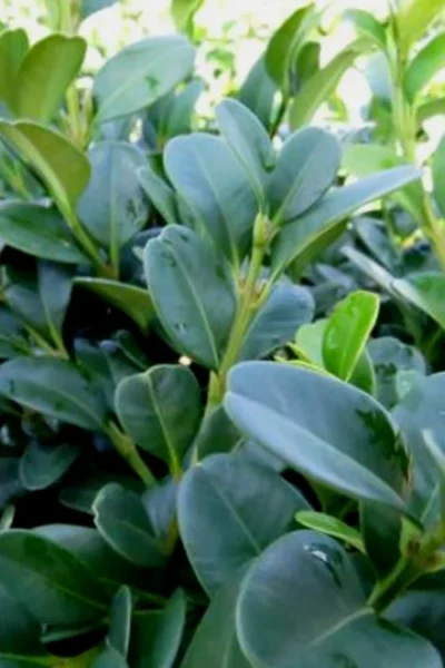 Shadow Sentry Pyramidal Boxwood - 3 Gallon Pot -Chaste Tree World Boxwood Shadow Sentry 1