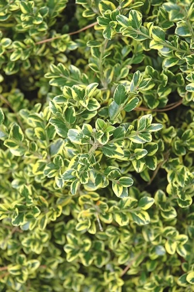 Sunburst Variegated Korean Boxwood - 1 Gallon Pot -Chaste Tree World Boxwood Sunburst 2