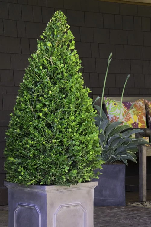 Wintergreen Boxwood - 6 Pack Of 1 Gallon Pots 4 Wintergreen Boxwood - 6 Pack Of 1 Gallon Pots - Image 4