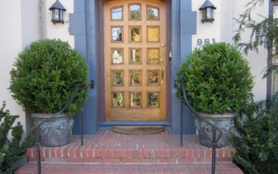 Wintergreen Boxwood - 3 Gallon Pot -Chaste Tree World Boxwood Wintergreen 12 2