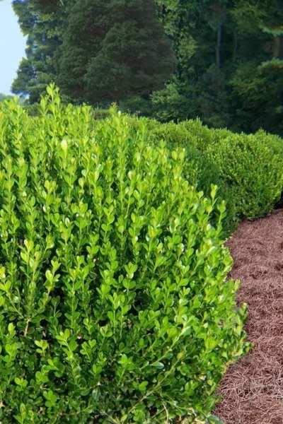 Wintergreen Boxwood - 1 Gallon Pot -Chaste Tree World Boxwood Wintergreen 500x750 2