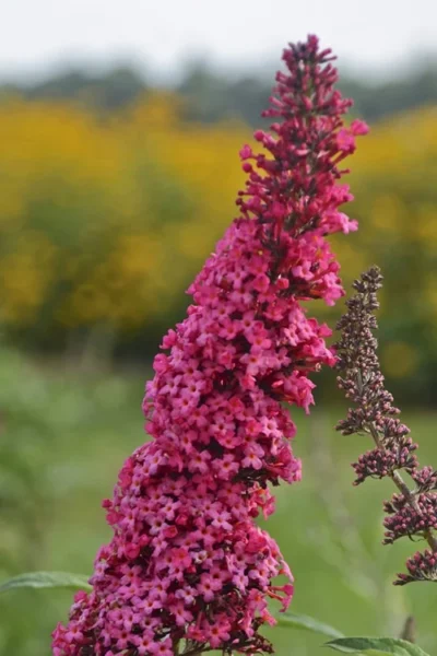 Monarch Prince Charming Butterfly Bush (Buddleia) - 1 Gallon Pot 9 Monarch Prince Charming Butterfly Bush (Buddleia) - 1 Gallon Pot -Chaste Tree World Butterfly Bush Prince Charming 10