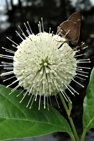 Buttonbush (Cephalanthus Occidentalis) - 3 Gallon Pot -Chaste Tree World Buttonbush 3