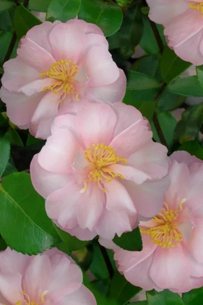 Agnes O Solomon Camellia Sasanqua - 3 Gallon Pot