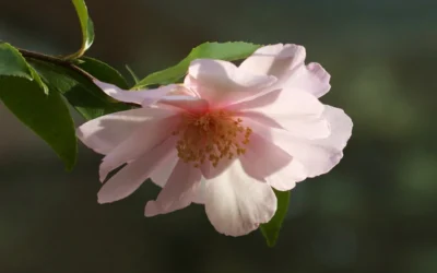 Agnes O Solomon Camellia Sasanqua - 3 Gallon Pot -Chaste Tree World Camellia Agnes O Solomon 4