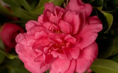 Alabama Beauty Camellia Sasanqua - 3 Gallon Pot -Chaste Tree World Camellia Alabama Beauty 50
