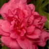 Alabama Beauty Camellia Sasanqua - 2 Gallon Pot