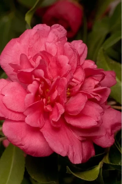 Alabama Beauty Camellia Sasanqua - 2 Gallon Pot