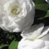Alba Plena Camellia Japonica - 7 Gallon Pot (3-4')