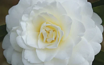 Alba Plena Camellia Japonica - 3 Gallon Pot 9 Alba Plena Camellia Japonica - 3 Gallon Pot -Chaste Tree World Camellia Alba Plena Flower Closeup 1