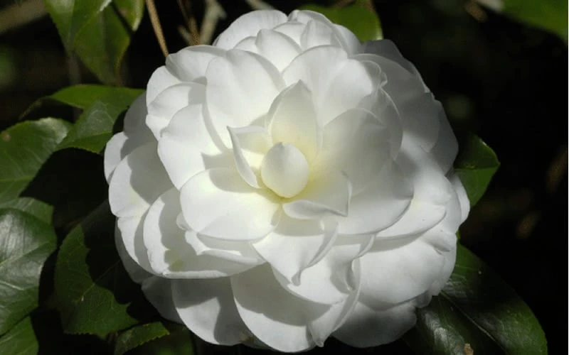 Alba Plena Camellia Japonica - 3 Gallon Pot 4 Alba Plena Camellia Japonica - 3 Gallon Pot - Image 4