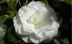 Alba Plena Camellia Japonica - 7 Gallon Pot (3-4') -Chaste Tree World Camellia Alba Plena Flower Closeup 2