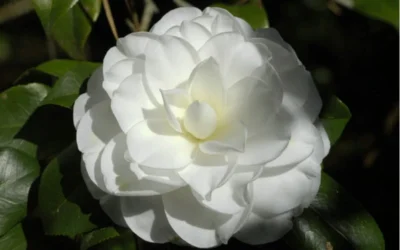 Alba Plena Camellia Japonica - 7 Gallon Pot (3-4') 8 Alba Plena Camellia Japonica - 7 Gallon Pot (3-4') -Chaste Tree World Camellia Alba Plena Flower Closeup 2