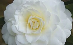 Alba Plena Camellia Japonica - 7 Gallon Pot (3-4') -Chaste Tree World Camellia Alba Plena Flower Closeup