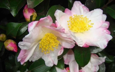 Apple Blossom Camellia Sasanqua - 1 Gallon Pot 10 Apple Blossom Camellia Sasanqua - 1 Gallon Pot -Chaste Tree World Camellia Apple Blossom 1