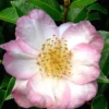 Apple Blossom Camellia Sasanqua - 3 Gallon Pot
