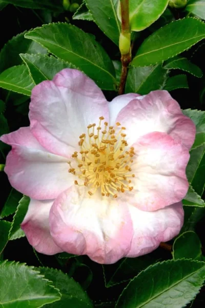 Apple Blossom Camellia Sasanqua - 3 Gallon Pot