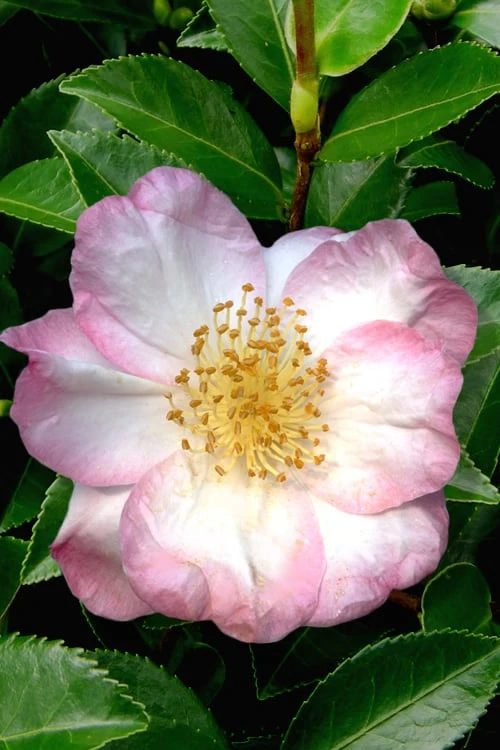 Apple Blossom Camellia Sasanqua - 3 Gallon Pot 1 Apple Blossom Camellia Sasanqua - 3 Gallon Pot