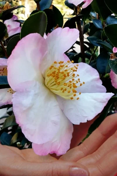 Apple Blossom Camellia Sasanqua - 1 Gallon Pot 9 Apple Blossom Camellia Sasanqua - 1 Gallon Pot -Chaste Tree World Camellia Apple Blossom 6