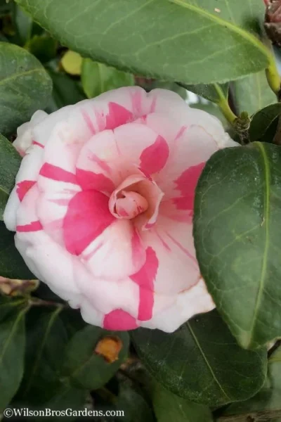 April Dawn Cold Hardy Camellia Japonica - 2.5 Gallon Pot 13 April Dawn Cold Hardy Camellia Japonica - 2.5 Gallon Pot -Chaste Tree World Camellia April Dawn 10